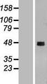 CCDC51 Protein - Western validation with an anti-DDK antibody * L: Control HEK293 lysate R: Over-expression lysate