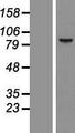 CCDC54 Protein - Western validation with an anti-DDK antibody * L: Control HEK293 lysate R: Over-expression lysate