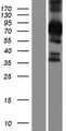 CCDC64 Protein - Western validation with an anti-DDK antibody * L: Control HEK293 lysate R: Over-expression lysate