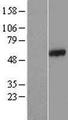 CCDC65 Protein - Western validation with an anti-DDK antibody * L: Control HEK293 lysate R: Over-expression lysate