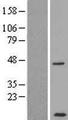 CCDC68 Protein - Western validation with an anti-DDK antibody * L: Control HEK293 lysate R: Over-expression lysate