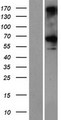 CCDC76 Protein - Western validation with an anti-DDK antibody * L: Control HEK293 lysate R: Over-expression lysate