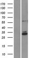 CCDC90B Protein - Western validation with an anti-DDK antibody * L: Control HEK293 lysate R: Over-expression lysate