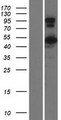 CCDC91 Protein - Western validation with an anti-DDK antibody * L: Control HEK293 lysate R: Over-expression lysate