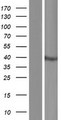 CCDC92 Protein - Western validation with an anti-DDK antibody * L: Control HEK293 lysate R: Over-expression lysate