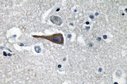 CCK / Cholecystokinin Antibody - IHC of CCK (V46) pAb in paraffin-embedded human brain tissue.
