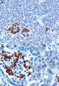 CCKAR / CCK1R Antibody - Antibody (10 ug/ml) staining of paraffin embedded Human Pancreas. Microwaved antigen retrieval with citrate buffer pH 6, HRP-staining.
