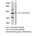 CCKAR / CCK1R Antibody - Western blot of CCK-AR (P255) pAb in extracts from HeLa and PC12 cells.