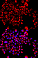 CCL11 / Eotaxin Antibody - Immunofluorescence blot of A549 cell using CCL11 antibody. Blue: DAPI for nuclear staining.
