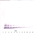 CCL14 Antibody - Anti-Human HCC-1 (CCL14) Western Blot Unreduced