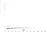 CCL19 / MIP3-Beta Antibody - Western Blot (reducing) of CCL19 antibody. This image was taken for the unconjugated form of this product. Other forms have not been tested.