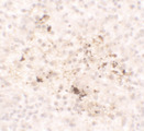 CCL2 / MCP1 Antibody - Immunohistochemistry of CCL2 in spleen tissue with CCL2 antibody at 5 ug/ml.