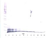 CCL20 / MIP-3-Alpha Antibody - Western Blot (reducing) of CCL20 antibody. This image was taken for the unconjugated form of this product. Other forms have not been tested.