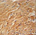 CCL21 / SLC Antibody - CCL21 Antibody immunohistochemistry of formalin-fixed and paraffin-embedded mouse heart tissue followed by peroxidase-conjugated secondary antibody and DAB staining.
