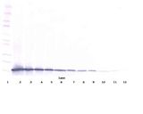 CCL21 / SLC Antibody - Western Blot (reducing) of SLC / CCL21 antibody. This image was taken for the unconjugated form of this product. Other forms have not been tested.