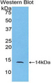 CCL24 / Eotaxin 2 Antibody - Western blot of recombinant CCL24 / Eotaxin 2.  This image was taken for the unconjugated form of this product. Other forms have not been tested.