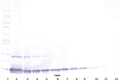 CCL25 / TECK Antibody - Biotinylated Anti-Human TECK (CCL25) Western Blot Unreduced