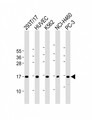 CCL26 / Eotaxin 3 Antibody - All lanes: Anti-CCL26 Antibody (C-Term) at 1:2000 dilution Lane 1: 293T/17 whole cell lysate Lane 2: HUVEC whole cell lysate Lane 3: K562 whole cell lysate Lane 4: NCI-H460 whole cell lysate Lane 5: PC-3 whole cell lysate Lysates/proteins at 20 µg per lane. Secondary Goat Anti-Rabbit IgG, (H+L), Peroxidase conjugated at 1/10000 dilution. Predicted band size: 11 kDa Blocking/Dilution buffer: 5% NFDM/TBST.