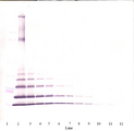 CCL8 / MCP2 Antibody - Anti-Murine MCP-2 (CCL8) Western Blot Unreduced