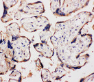 CCN4 / WISP1 Antibody - CCN4 / WISP1 antibody. IHC(P): Human Placenta Tissue.