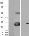 CCN4 / WISP1 Antibody - HEK293 overexpressing WISP1 (RC214390) with C-terminal tag (DYKDDDDK) and probed with anti-DYKDDDDK in the left panel and with in the right panel (mock transfection in first lane in each panel).