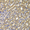 CCNA2 / Cyclin A2 Antibody - Immunohistochemistry of paraffin-embedded mouse kidney tissue.