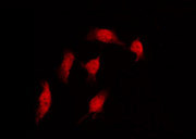 CCNC / Cyclin C Antibody - Staining NIH-3T3 cells by IF/ICC. The samples were fixed with PFA and permeabilized in 0.1% Triton X-100, then blocked in 10% serum for 45 min at 25°C. The primary antibody was diluted at 1:200 and incubated with the sample for 1 hour at 37°C. An Alexa Fluor 594 conjugated goat anti-rabbit IgG (H+L) Ab, diluted at 1/600, was used as the secondary antibody.