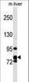 CCNF / Cyclin F Antibody - CCNF Antibody western blot of mouse liver tissue lysates (35 ug/lane). The CCNF Antibody detected the CCNF protein (arrow).