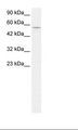 CCNL1 / Cyclin L1 Antibody - HepG2 Cell Lysate.  This image was taken for the unconjugated form of this product. Other forms have not been tested.