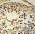 CCNYL1 Antibody - CCYL1 Antibody immunohistochemistry of formalin-fixed and paraffin-embedded human testis tissue followed by peroxidase-conjugated secondary antibody and DAB staining.