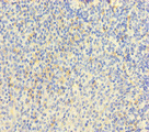 CD110 / MPL Antibody - Immunohistochemistry of paraffin-embedded human tonsil tissue at dilution of 1:100