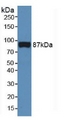 CD144 / CDH5 / VE Cadherin Antibody - Western Blot; Sample: Rat Serum.