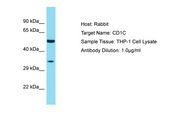 CD1C Antibody -  This image was taken for the unconjugated form of this product. Other forms have not been tested.