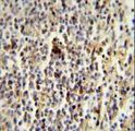 CD1E Antibody - CD1E Antibody immunohistochemistry of formalin-fixed and paraffin-embedded human spleen followed by peroxidase-conjugated secondary antibody and DAB staining.