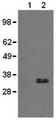 CD20 Antibody - Western Blot of Balb/c thymus (lane 1) and A20 (lane 2) cell lysates with anti-mouse CD20 monoclonal antibody (clone: AISB12).