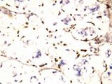 CD225 / IFITM1 Antibody -  This image was taken for the unconjugated form of this product. Other forms have not been tested.