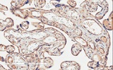 CD274 / B7-H1 / PD-L1 Antibody - CD274 / PD-L1 Antibody (2µg/ml) staining of paraffin embedded Human Placenta. Microwaved antigen retrieval with citrate buffer pH 6, HRP-staining.