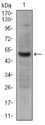 CD300E Antibody - Western blot using CD30 mouse monoclonal antibody against HeLa cell lysate.