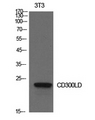 CD300LD Antibody - Western Blot analysis of extracts from NIH-3T3 cells using CD300LD Antibody.