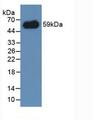 CD300LF / CD300f Antibody - Western Blot; Sample: Recombinant IREM1, Mouse.