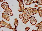 CD300LG Antibody - IHC image of CD300LG Antibody diluted at 1:200 and staining in paraffin-embedded human placenta tissue performed on a Leica BondTM system. After dewaxing and hydration, antigen retrieval was mediated by high pressure in a citrate buffer (pH 6.0). Section was blocked with 10% normal goat serum 30min at RT. Then primary antibody (1% BSA) was incubated at 4°C overnight. The primary is detected by a biotinylated secondary antibody and visualized using an HRP conjugated SP system.
