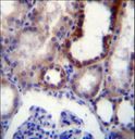 CD316 / IGSF8 Antibody - IGSF8 Antibody immunohistochemistry of formalin-fixed and paraffin-embedded human kidney tissue followed by peroxidase-conjugated secondary antibody and DAB staining.