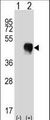 CD32A Antibody - Western blot of FCGR2A (arrow) using rabbit polyclonal FCGR2A Antibody. 293 cell lysates (2 ug/lane) either nontransfected (Lane 1) or transiently transfected (Lane 2) with the FCGR2A gene.