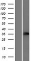 CD32A Protein - Western validation with an anti-DDK antibody * L: Control HEK293 lysate R: Over-expression lysate