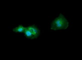CD33 Antibody - Anti-CD33 mouse monoclonal antibody immunofluorescent staining of COS7 cells transiently transfected by pCMV6-ENTRY CD33.