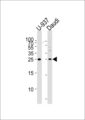 CD37 Antibody - Western blot of lysates from U-937, Daudi cell line (from left to right), using CD37 Antibody. Antibody was diluted at 1:1000 at each lane. A goat anti-rabbit IgG H&L (HRP) at 1:5000 dilution was used as the secondary antibody. Lysates at 35ug per lane.