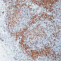 CD4 Antibody - Formalin-fixed, paraffin-embedded human tonsil stained with peroxidase-conjugate and DAB chromogen. Note membrane staining of T cells.