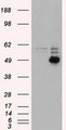 CD4 Antibody - HEK293T cells were transfected with the pCMV6-ENTRY control (Left lane) or pCMV6-ENTRY CD4 (Right lane) cDNA for 48 hrs and lysed. Equivalent amounts of cell lysates (5 ug per lane) were separated by SDS-PAGE and immunoblotted with anti-CD4.