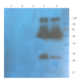 CD40L Antibody - WB on tissued of various species.