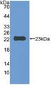 CD47 Antibody - Western Blot; Sample: Recombinant IAP, Mouse.